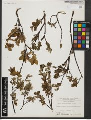 Foto von Salix waldsteiniana Willd.